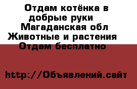 Отдам котёнка в добрые руки  - Магаданская обл. Животные и растения » Отдам бесплатно   
